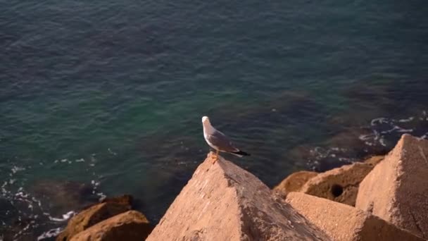 Curious Seagull Sitting Wave Breaker Stone Ocean Background — Stockvideo