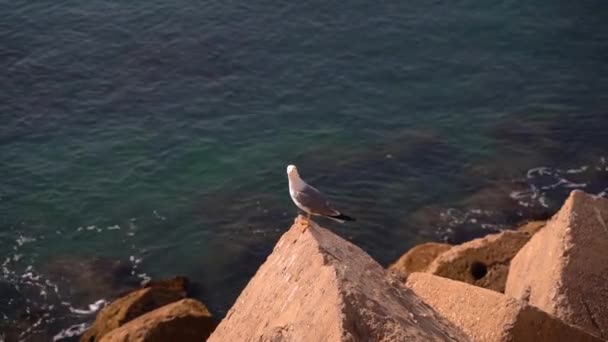 Mouette Curieuse Assise Sur Une Pierre Brise Vagues Avec Océan — Video