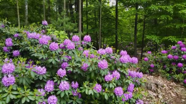 Підніміть Ближче Рододендрони Пурпуровому Цвіті — стокове відео
