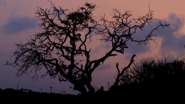 Árvore Sem Folhas Ramos Silhueta Tremendo Vento — Vídeo de Stock