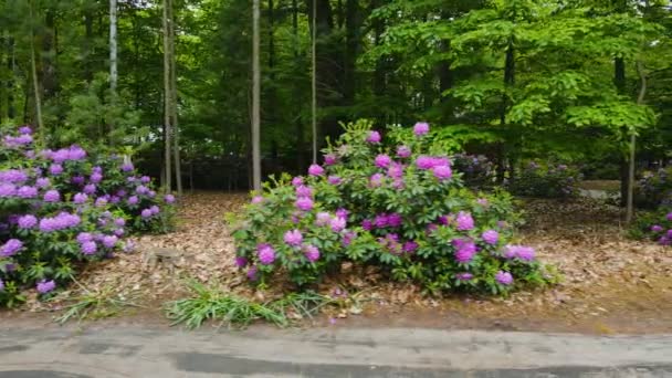 Rhododendrons Een Voortuin Zomer Weelderige Kleuren — Stockvideo