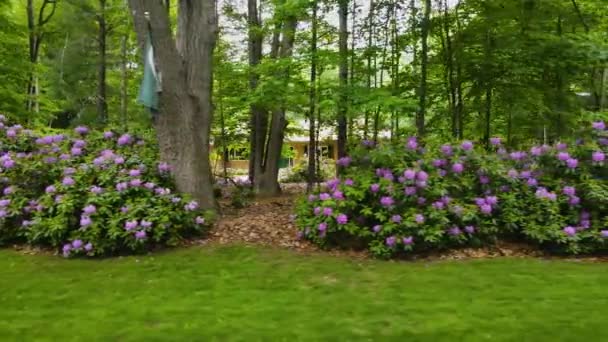 Beautiful Purple Flwoers Suburban Front Yard — Video Stock