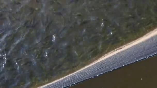 Tilapiasamen Gartenteich Fischereigeschäft Tausende Von Tilapia Schwimmen Wasser — Stockvideo