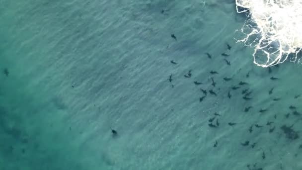 Sharks Shallow Water Beach — Vídeo de Stock