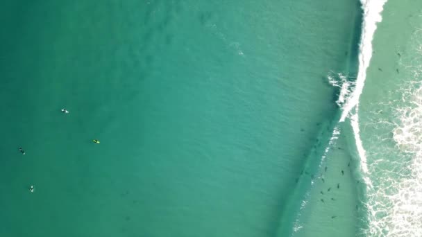 Surfers Στο Lineup Καρχαρίες Κοντά — Αρχείο Βίντεο