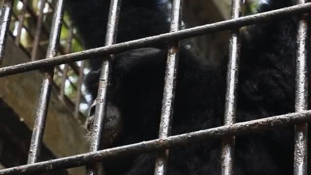 監禁檻の中の猿 檻の中のバーの後ろにオランウータン バーの後ろにチンパンジーのクローズアップビュー 霊長類の動物の映像は — ストック動画