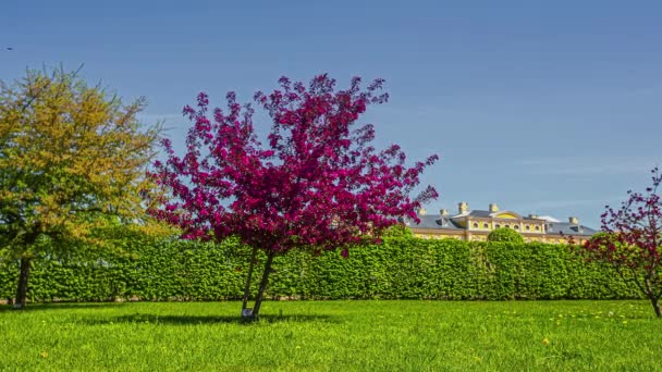 Static Shot Beautiful Purple Colored Flowers Full Bloom Huge Estate — Stok video