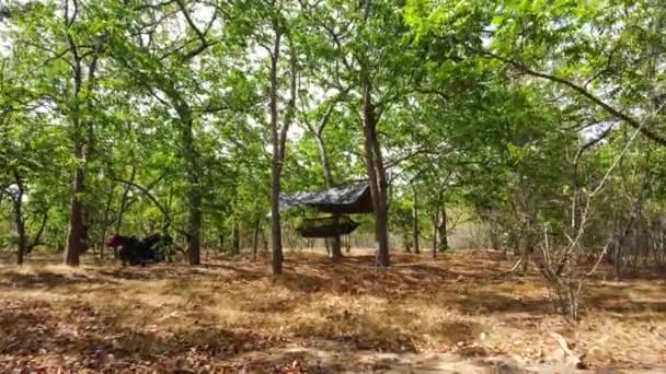 Army Hammock Roof Hanging Tree Forest Aerial Forward — 图库视频影像