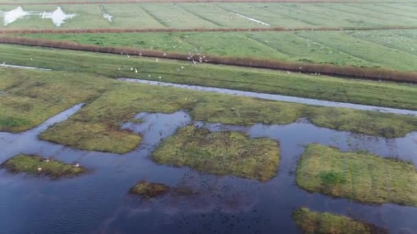 Panning Drone Shot Follows Large Flock Birds Flying Wet Lush — Stock Video