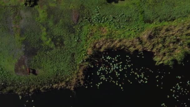Aerial Panning View Birds Flying Cows Grazing Green Environment Vietnam — Αρχείο Βίντεο