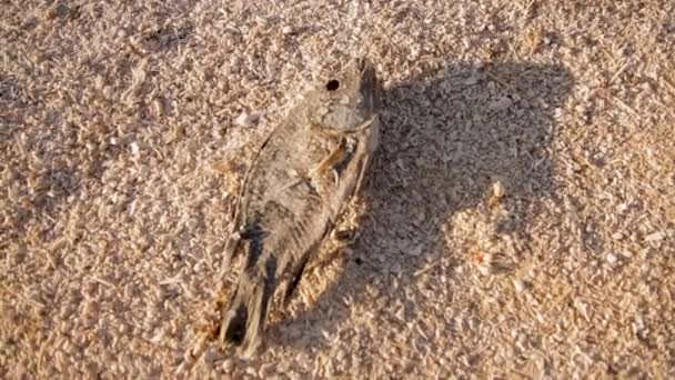 Een Tragisch Tafereel Het Strand Waar Sommige Vissen Sterven Zand — Stockvideo