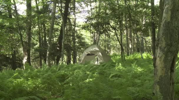 Eine Feste Aufnahme Des Zeltes Wald Mit Grasland Und Blauem — Stockvideo