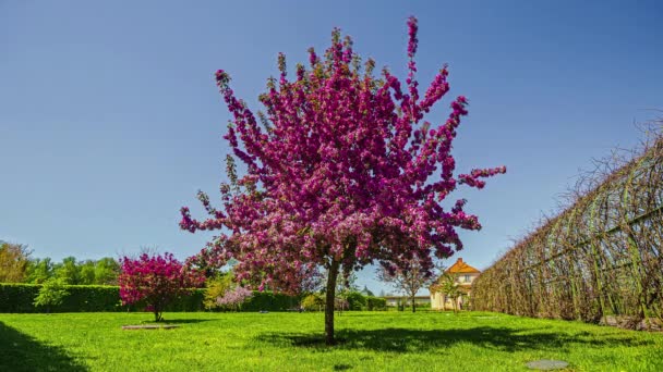 Statische Aufnahme Schöner Violett Gefärbter Blumen Voller Blüte Tagsüber Zeitraffer — Stockvideo