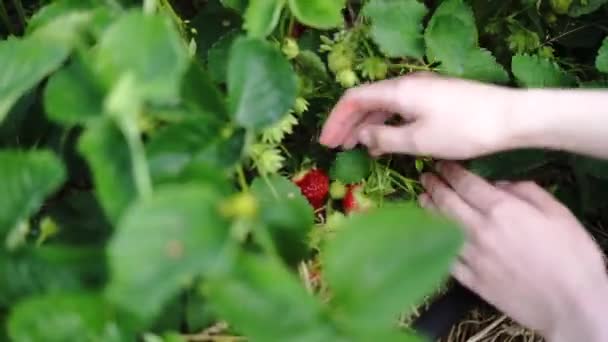 Handen Plukken Rode Rijpe Aardbei Uit Biologische Struik Selectieve Focus — Stockvideo