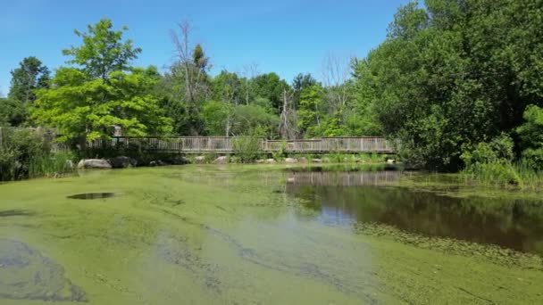 Polluted Pond Green Algae Dirty Water Walking Bridge — ストック動画