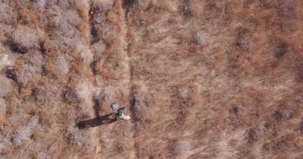Top View Falconer Walks Desert Scrub Trail Training Hawk — Vídeo de stock