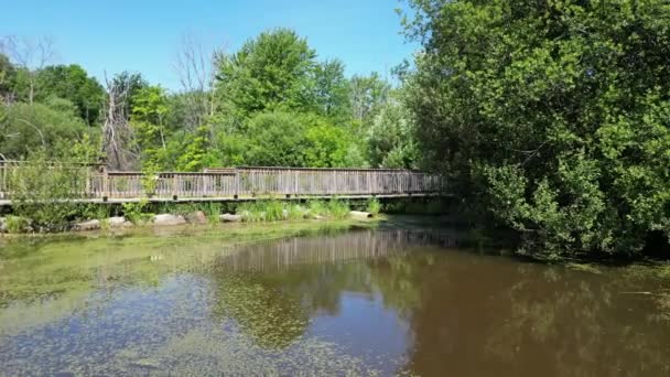 Polluted Pond Duckweed Algae Rotating Panorama — Vídeo de stock