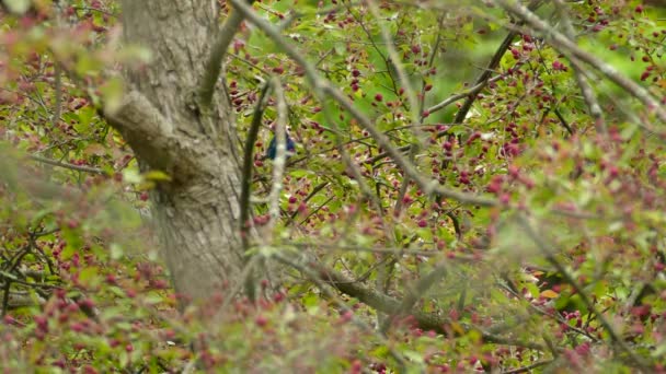 Indigo Bunting Migratory Bird Passerina Cyanea Species Feeding Canadian Woods — Stock Video