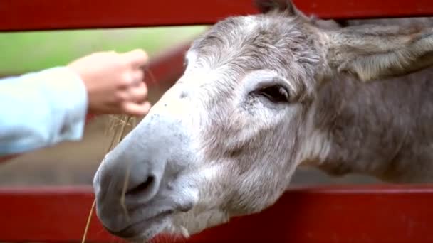 Hand Woman Feeding Cute Donkey Farm — 图库视频影像