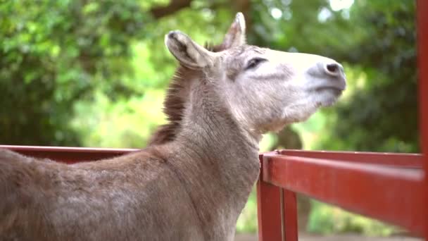 可爱的驴子在农场里摇头 — 图库视频影像