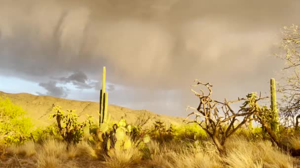 Tucson Arizona Verenigde Staten Stormwolken Boven Saguaro Cactus Met Blikseminslag — Stockvideo