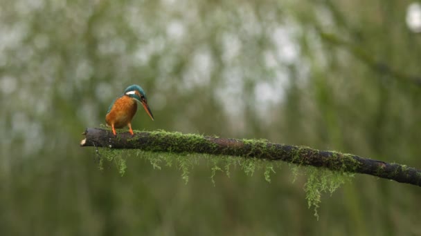 Oiseau Martin Pêcheur Assied Sur Une Branche Arbre Moussue Recherche — Video