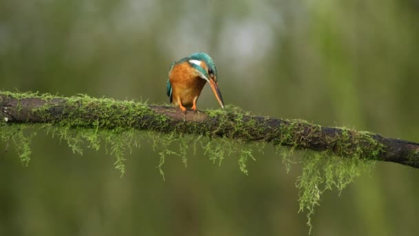 Kingfisher Pássaro Caça Partir Ramo Musgoso Mergulha Para Baixo Fora — Vídeo de Stock