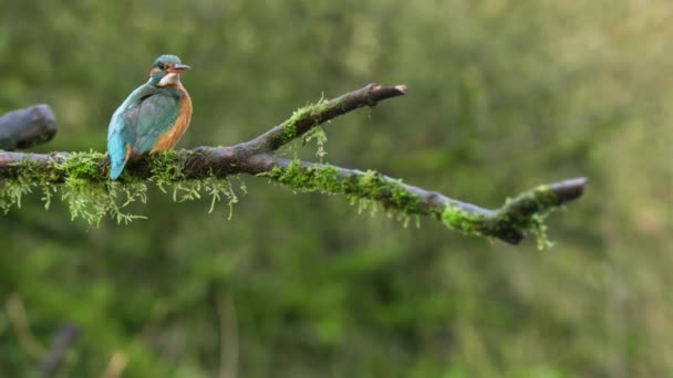 Kingfisher Descansando Ramo Empoleirado Câmera Lenta Moss Floresta — Vídeo de Stock