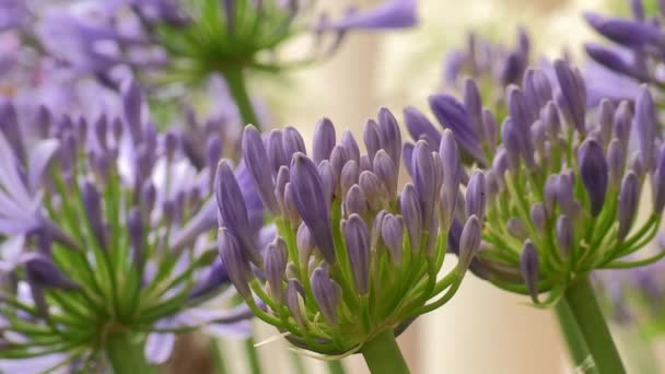 Several Lilac Leek Flowers Colored Image Lilac Green Stem Plants — Stockvideo