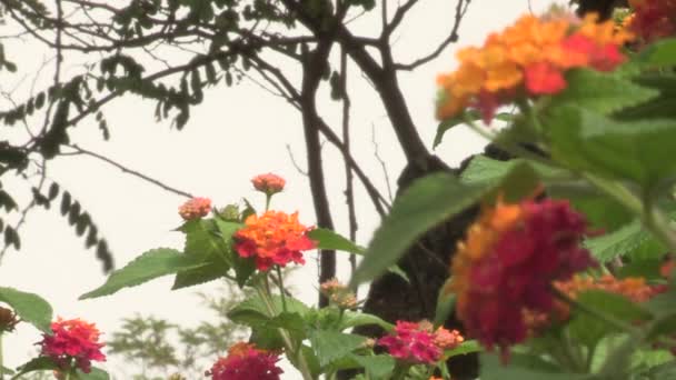 背景に木の枝を持つ下から見える様々なランタナ低木の花 — ストック動画