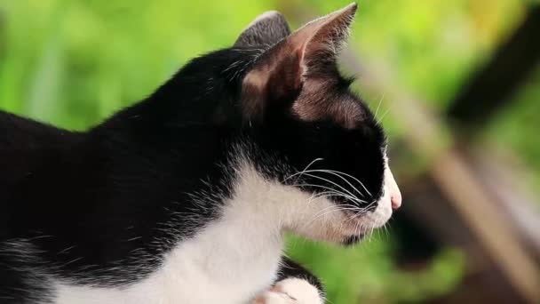 Close Tuxedo Cat Turning Sleepy Alert Expression — Wideo stockowe