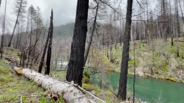 Rogue Umpqua National Scenic Byway Zwęglone Drzewa Zniszczeń Pożarowych Dzikiego — Wideo stockowe