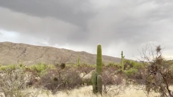 Intensa Tormenta Monzones Sobre Parque Nacional Saguaro Tucson Arizona — Vídeos de Stock