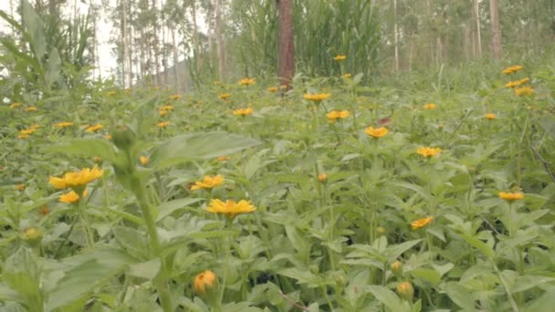 Ormandaki Sarı Papatya Çiçeği Tarlası Sonda Lens Makro Vuruş Dolly — Stok video