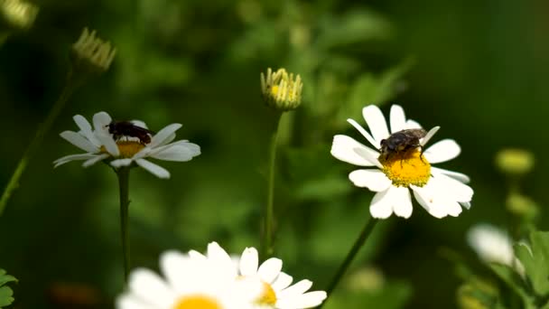 Two Bees Collecting Nectar Flowers — Vídeos de Stock