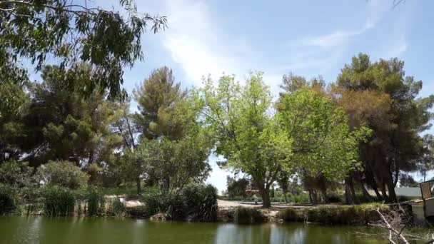 Oasis Pond Park Desert Surrounded Deciduous Trees Gentle Breeze Static — Stock Video