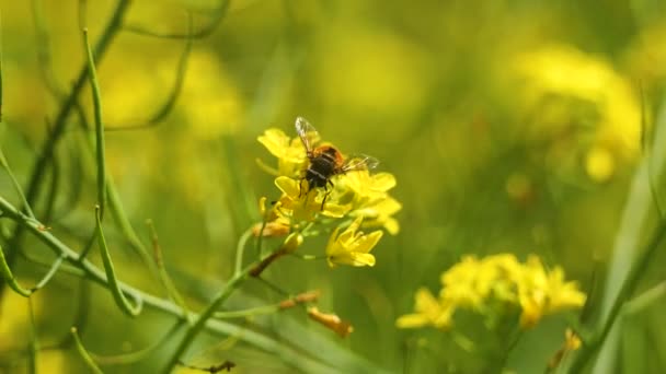 Bee Working Hard Get Nectar Out Yellow Flower — Video Stock