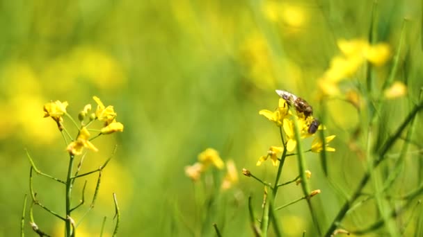 Bee Thor Fighting Same Yellow Flower — стоковое видео