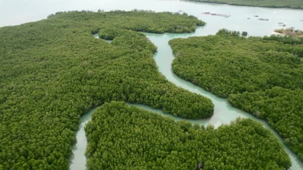 タイの島の熱帯緑のマングローブ林を空中から湾曲させ — ストック動画