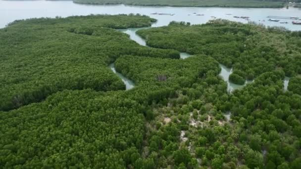 Tropical Green Curved Mangrove River Forest Island Thailand Aerial — Vídeos de Stock