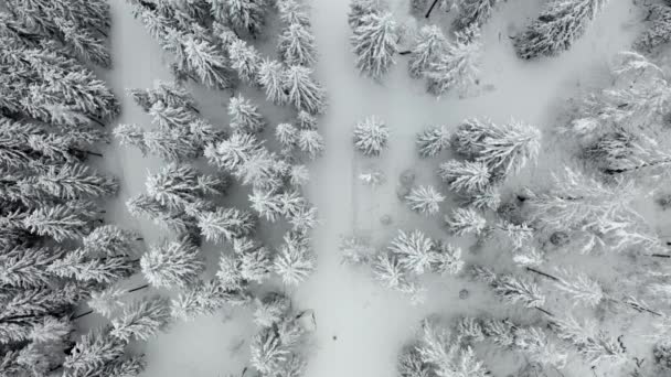 Aerial Topshot Pine Tree Forest Winter Person Walking — Video