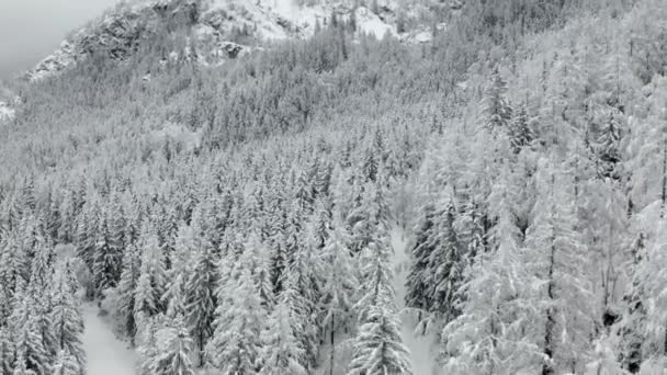 Aerial Shot Pine Tree Forest Mountains Winter French Alps — Vídeos de Stock