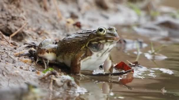 Plans Rapprochés Grenouille Eau Pluie — Video