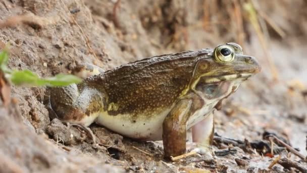 Material Primer Plano Frog Agua Lluvia — Vídeo de stock