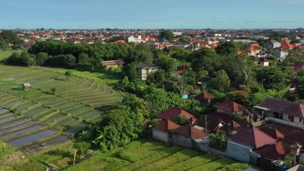 Campos Arroz Vacíos Después Una Cosecha Bali Indonesia Atardecer Aérea — Vídeos de Stock
