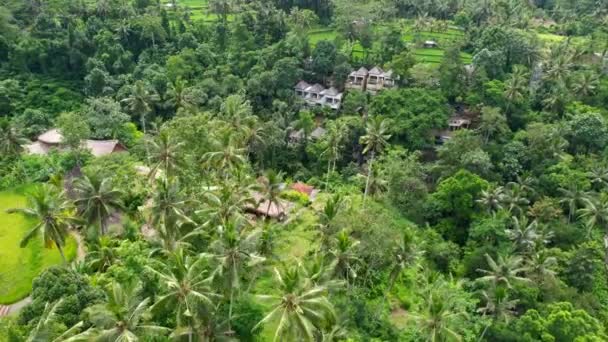 Exuberante Verde Selva Arroz Campo Terraza Con Altos Cocoteros Ubud — Vídeo de stock