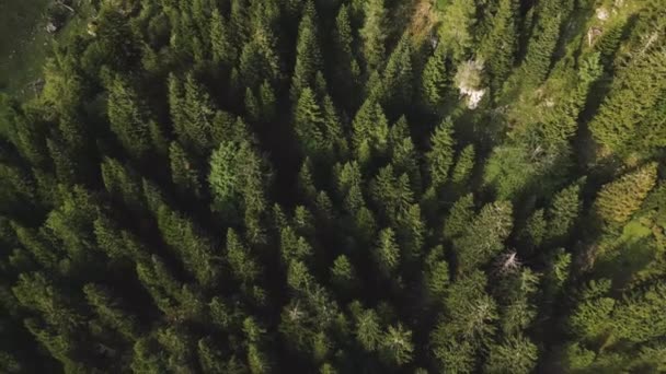 Coniferous Spruce Tree Forest Aerial Revealing View Tilt — ストック動画