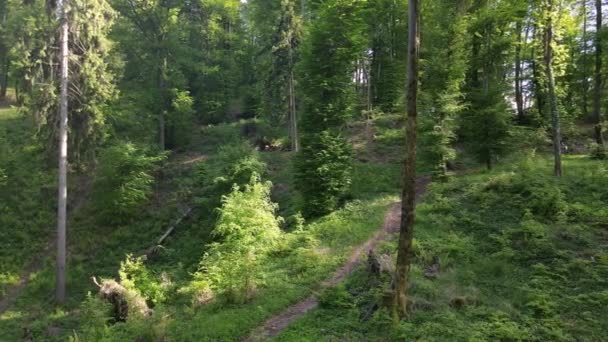 Mtb Wedstrijd Fietsers Rijden Bergafwaarts Hoge Snelheid Chase Trees — Stockvideo