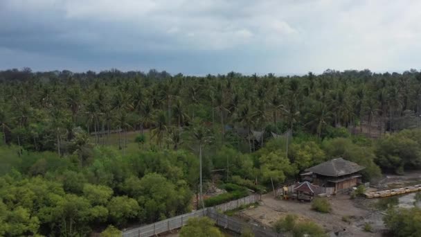 Antenne Van Hoog Kokosnoot Boomveld Tropisch Gili Meno Eiland Bali — Stockvideo
