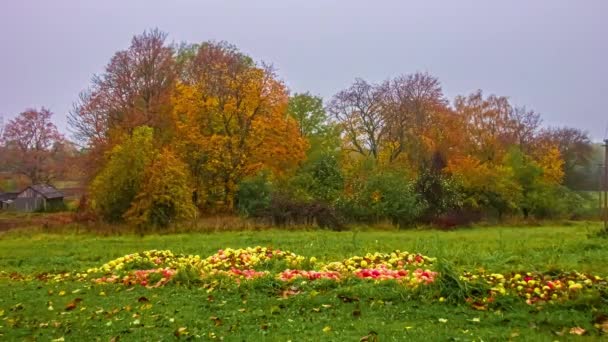 Heap Apple Dumped Grass Trees Autumn Colors Background Timelapse — Stock video